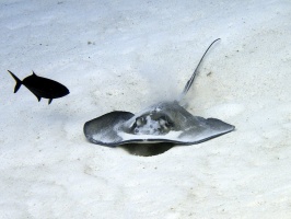 IMG 3266 Southern Stingray